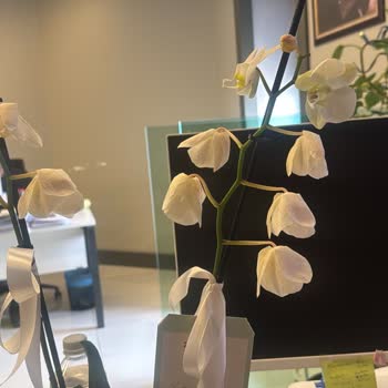 Solmuş Ve Kurumuş Orkide Teslimatı Sonrası Yetersiz Müşteri Hizmeti