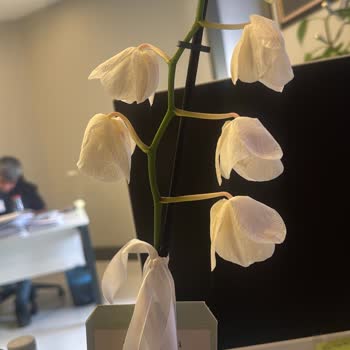 Solmuş Ve Kurumuş Orkide Teslimatı Sonrası Yetersiz Müşteri Hizmeti