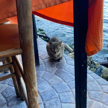 Restoranda Kedilerden Kaynaklı Güvenlik Ve Hijyen Sorunu: Kuduz Riski Yaşadım