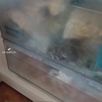 Vestel No Frost Buzdolabı 1 Ayda Arıza Verdi