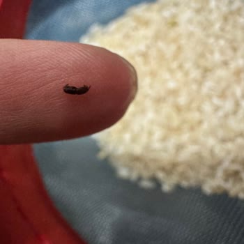 Aldığım Pirinçte Böcek Ve Kurtlarla Karşılaştım, Mağduriyetimin Giderilmesini İstiyorum