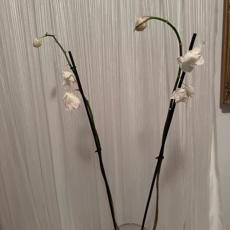 Çiçek Sepeti Solmuş Orkideyi Değiştirmedi Müşteri Memnuniyeti Yok