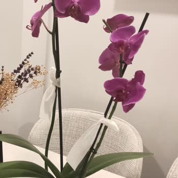 Aldığım Orkide Kırık Ve Eksik Geldi, Çözüm Sunulmadı