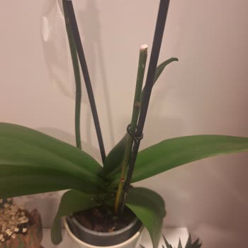 Aldığım Orkide Kırık Ve Eksik Geldi, Çözüm Sunulmadı