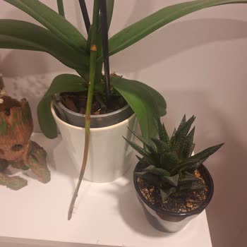 Aldığım Orkide Kırık Ve Eksik Geldi, Çözüm Sunulmadı