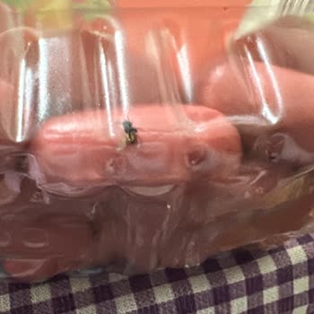 BİM Tombik Sosis Hiç Açılmamış Kutuda Sinek