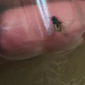 BİM Tombik Sosis Hiç Açılmamış Kutuda Sinek