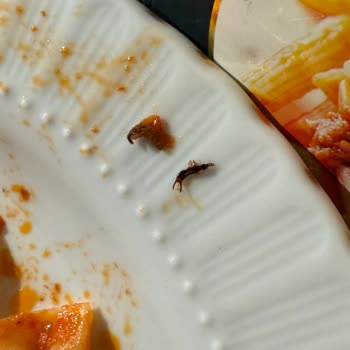 Knorr Bolonez Makarna Sosunda Böcek Ve Sağlık Sorunu Yaşadık