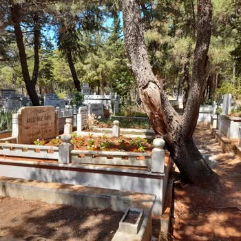 Mezarlıkta Zarar Veren Çam Ağacının Kaldırılması İçin Yardım Bekliyoruz