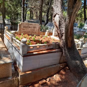 Mezarlıkta Zarar Veren Çam Ağacının Kaldırılması İçin Yardım Bekliyoruz