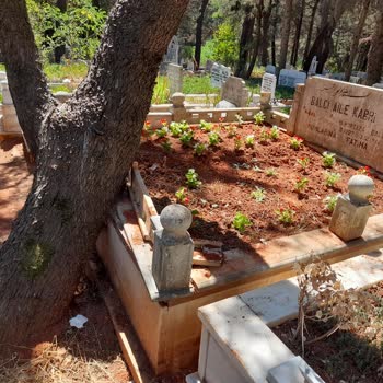 Mezarlıkta Zarar Veren Çam Ağacının Kaldırılması İçin Yardım Bekliyoruz