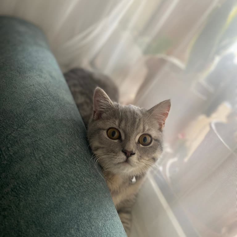 Otobüs Yolculuğunda Kedim Kayboldu, Hiçbir Destek Sağlanmadı