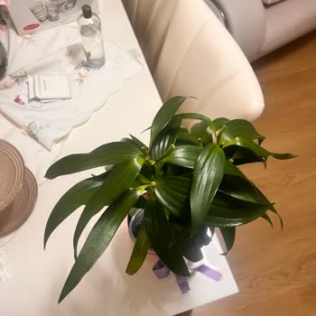 Teslim Edilen Lilyum Saksı Çiçeği Görselden Farklı Ve Eksik Geldi, Şikayet Sürecine Ulaşılamadı