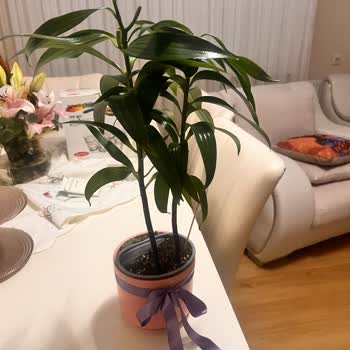 Teslim Edilen Lilyum Saksı Çiçeği Görselden Farklı Ve Eksik Geldi, Şikayet Sürecine Ulaşılamadı