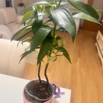 Teslim Edilen Lilyum Saksı Çiçeği Görselden Farklı Ve Eksik Geldi, Şikayet Sürecine Ulaşılamadı