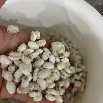 Duru Dermason Fasülye Böceklenme Sorunu