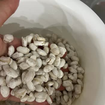 Duru Dermason Fasülye Böceklenme Sorunu