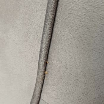 Baza Ve Yatakta Tahtakurusu: Garanti Süresine Rağmen Mağduriyet