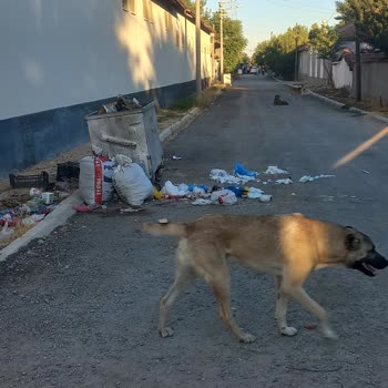 Alpu Belediyesi'nde Çöp Sorunu Ve Yetersiz Temizlik Hizmeti