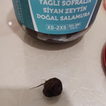 Satın Aldığım Siyah Zeytin İçinden Böcek Çıktı, Ücret İadesi Talep Ediyorum
