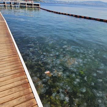Beltur Büyükada'da Deniz Kirliliği Ve Yetersiz Hizmet Hayal Kırıklığı
