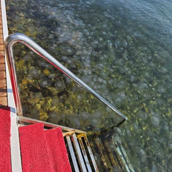 Beltur Büyükada'da Deniz Kirliliği Ve Yetersiz Hizmet Hayal Kırıklığı