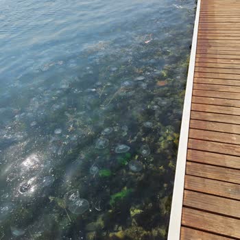 Beltur Büyükada'da Deniz Kirliliği Ve Yetersiz Hizmet Hayal Kırıklığı