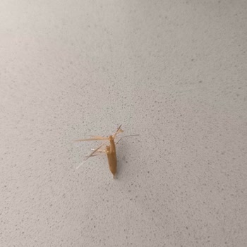 Aldığım Kepekli Ekmekte Yabancı Maddeye Rastladım: Hijyen Konusunda Endişeliyim