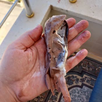 Migros'tan Aldığım Dondurmalar Teslimatta Sorunlu Geldi