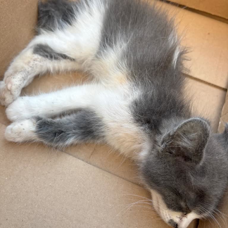 Acil Müdahale Talebine Cevapsız Kalan Hasta Kedi İçin Mağduriyet