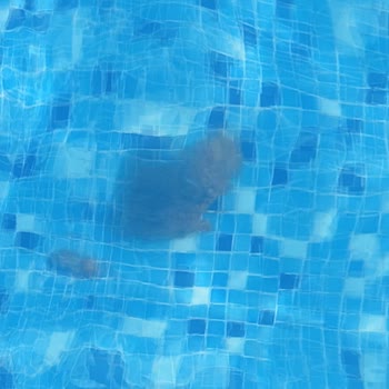 Side Win Hotel & Spa Yüksek Ücrete Rağmen Kötü Temizlik Ve İlgisizlik