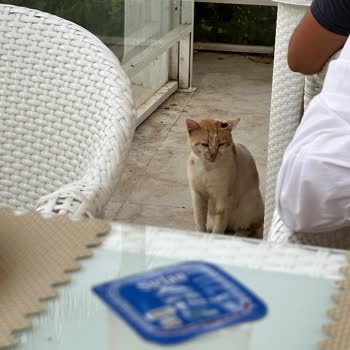 Azure By Yelken Otel Bodrum’da Hijyen Ve Hizmette Ciddi Eksiklikler, Tatilbudur’da Yanıltıcı Bilgilendirme