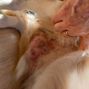 Köpeğimde Alerjiye Sebep Olan Mama Ve Sürekli Reklam Bildirimleri Nedeniyle Yaşadığım Mağduriyet