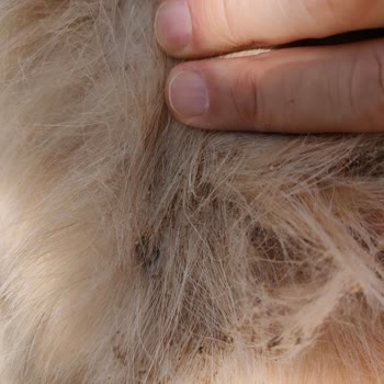 Köpeğimde Alerjiye Sebep Olan Mama Ve Sürekli Reklam Bildirimleri Nedeniyle Yaşadığım Mağduriyet