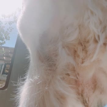 Köpeğimde Alerjiye Sebep Olan Mama Ve Sürekli Reklam Bildirimleri Nedeniyle Yaşadığım Mağduriyet