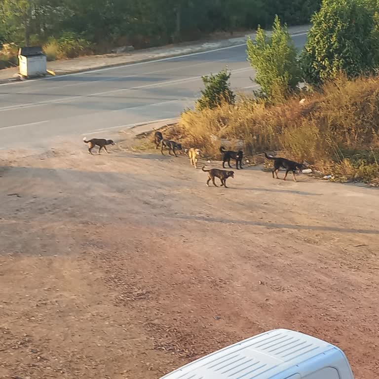 Başiskele Belediyesi Başıboş Köpek Sorunu