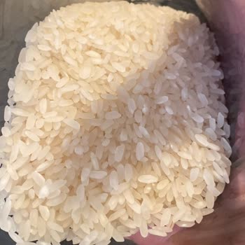Duru İri Pirinç Yıkandıktan Sonra Neredeyse Tamamen Kayboldu