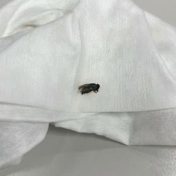 Lipton Ice Tea İçinden Sinek Çıktı: Sağlığımız Tehlikeye Girdi!