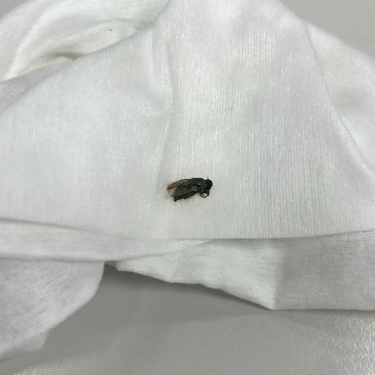 Lipton Ice Tea İçinden Sinek Çıktı: Sağlığımız Tehlikeye Girdi!