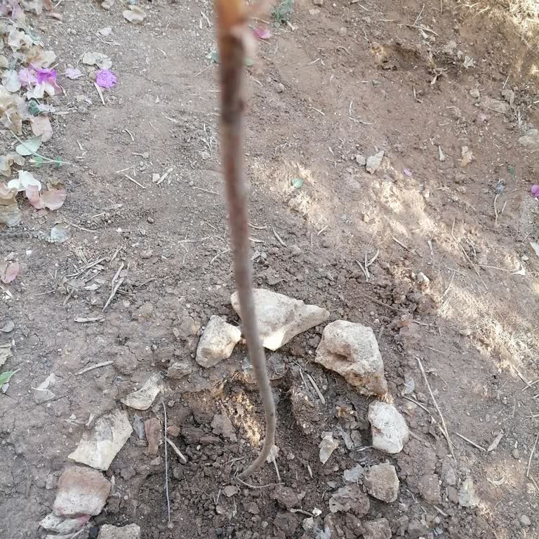 Gönderilen Fidanlar Canlı Değil, Sorun Çözülmedi Ve Ücret İadesi Talep Ediyorum