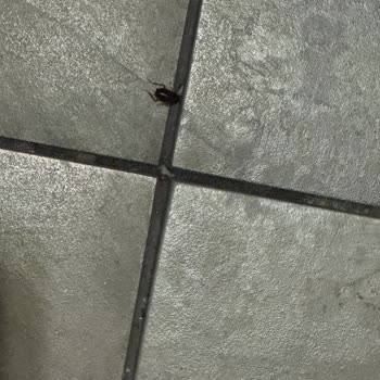 Cevahir AVM İstanbul Yemek Katında Hijyen Ve Böcek Sorunu