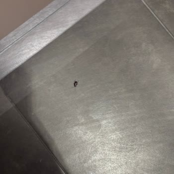 Cevahir AVM İstanbul Yemek Katında Hijyen Ve Böcek Sorunu