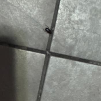 Cevahir AVM İstanbul Yemek Katında Hijyen Ve Böcek Sorunu