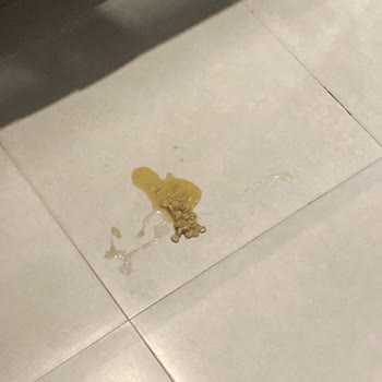 Satın Aldığım Kedi Maması Kedilerimde Kusma Problemine Yol Açtı
