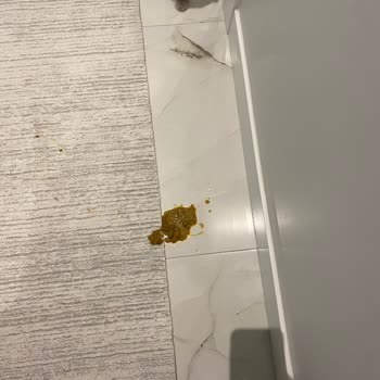 Satın Aldığım Kedi Maması Kedilerimde Kusma Problemine Yol Açtı