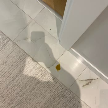 Satın Aldığım Kedi Maması Kedilerimde Kusma Problemine Yol Açtı