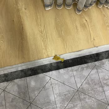 Satın Aldığım Kedi Maması Kedilerimde Kusma Problemine Yol Açtı