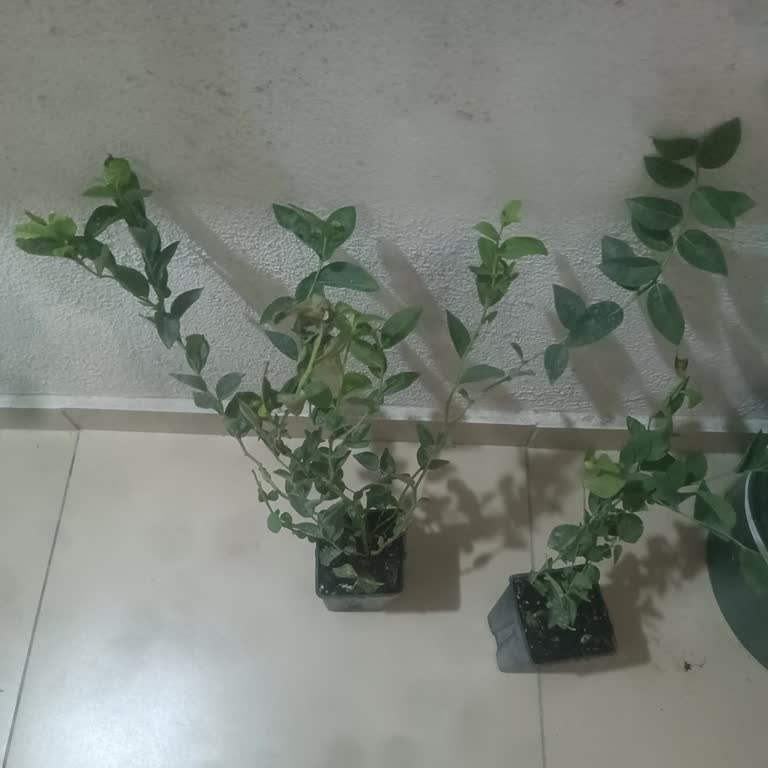 Reklamda Vaat Edilen Fidanlar Yerine Kırık Ve Kalitesiz Ürün Gönderildi