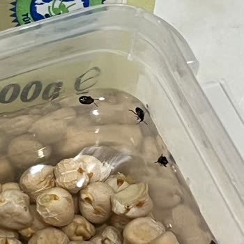 Organik Nohutta Böcek Şoku: Tüm Paketi Çöpe Attım