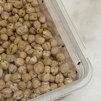 Organik Nohutta Böcek Şoku: Tüm Paketi Çöpe Attım